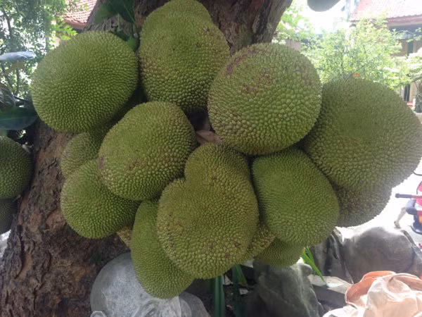 Tron mat xem nhung loai cay “man de” nhat Viet Nam-Hinh-3