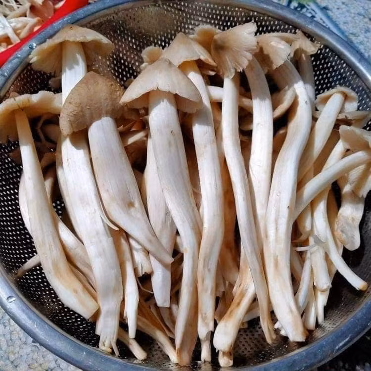 3 loai nam dat do luon “chay hang” tai Viet Nam-Hinh-4
