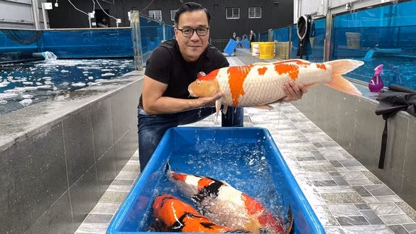 Do giau co cua dai gia ca Koi nuc tieng Viet Nam