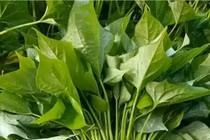 Loại rau dân dã, dễ trồng, giàu dưỡng chất