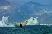 Hàng nghìn cá voi đổ về Greenland, Bắc Cực đang thay đổi?