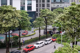 [VIDEO] Hà Nội khảo sát hoa sữa dày, chưa thay đồng loạt