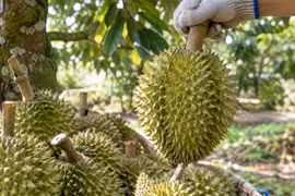 Sầu riêng lên giá mạnh khi nguồn cung gần cạn vào cuối vụ