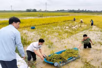 Sạt lở, ngập úng diện rộng ở Phú Thọ sau đợt mưa lớn kéo dài