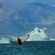 Hàng nghìn cá voi đổ về Greenland, Bắc Cực đang thay đổi?