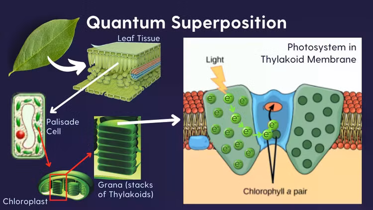 what-is-quantum-biology-quantum-biology-explained-in-4-v0-k2ahn0aol2y81.jpg