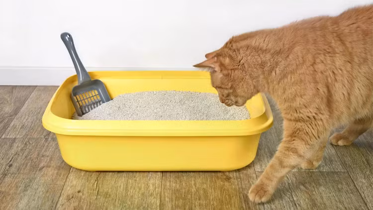 cat-looking-curious-clean-litter-box.jpg