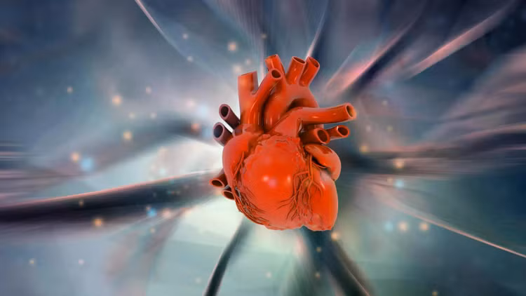 human-heart-anatomy-science-discovery.jpg