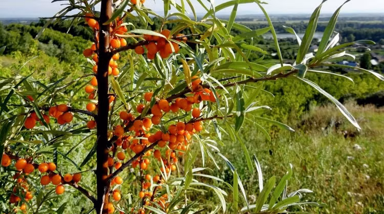 Cây hắc mai biển. Ảnh: Sputnik