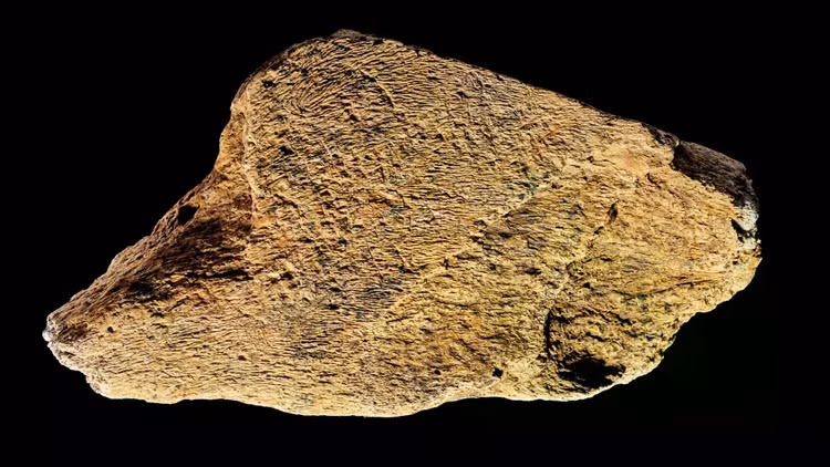elephant-bone-tool.jpg