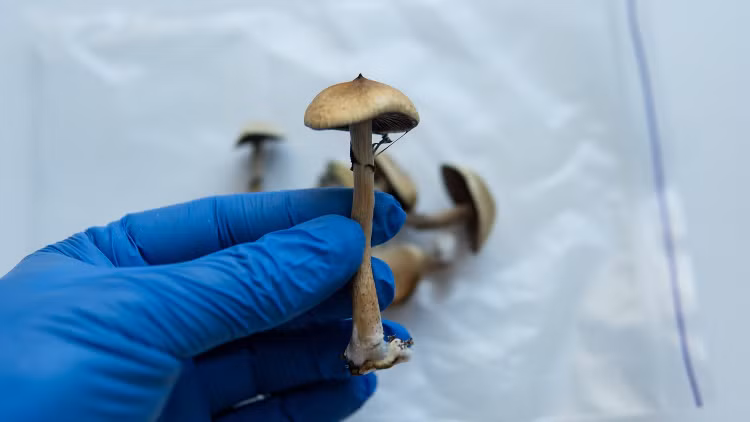 mushroom.jpg