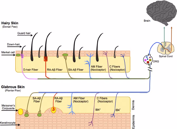 schematic-of-mechanically-sensitive-cutaneous-sensory-neurons-and-the-specialized-tactile.png
