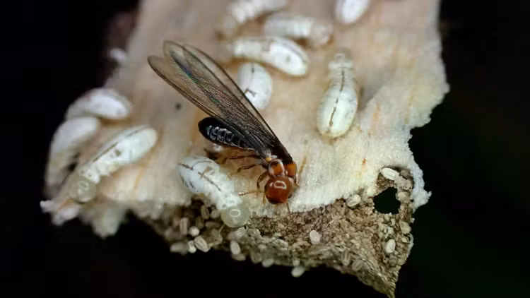 western-drywood-termite-colony.jpg