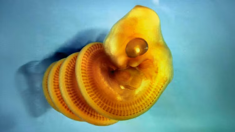 cape-house-snake-embryo.jpg