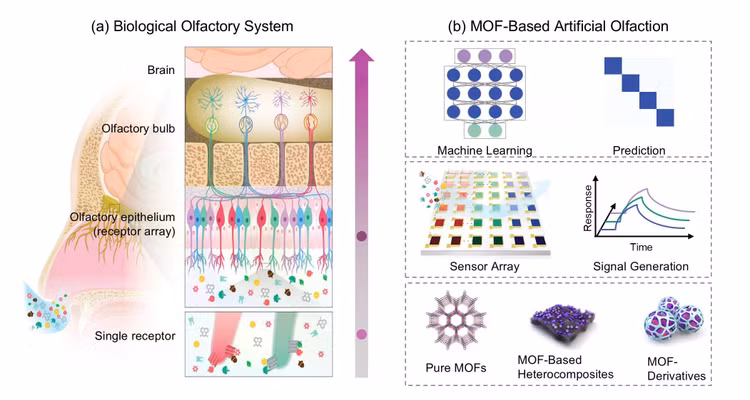6-a-conceptual-diagram-of-the-development-of-artificial-olfactory-senses-that-combines-the-mof-sensor-library-pure-mof-complex-and-derivative-and-machine-learning.jpg
