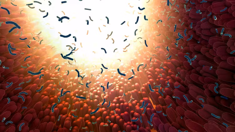 bacteria-intestinal-microbiome-in-digestive-tract.jpg