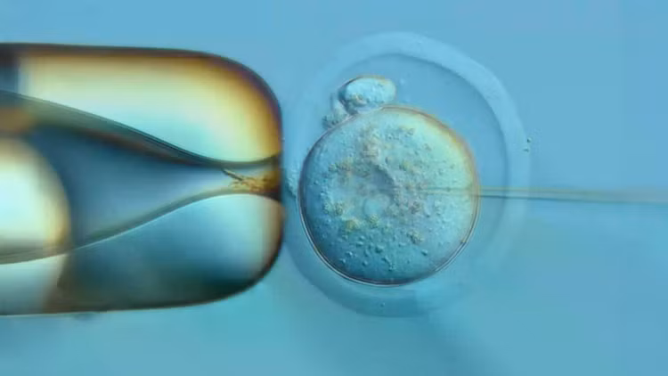pronuclear-injection-of-dna-typewriter-into-fertilized-mouse-egg.jpg