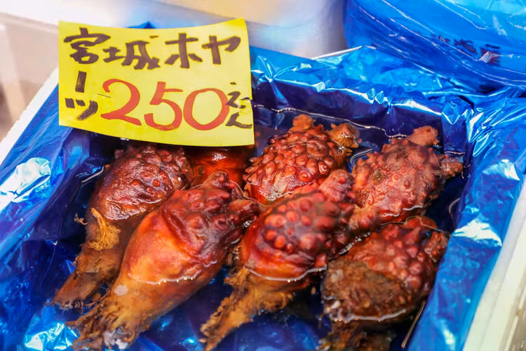 sea-squirts-14.jpg
