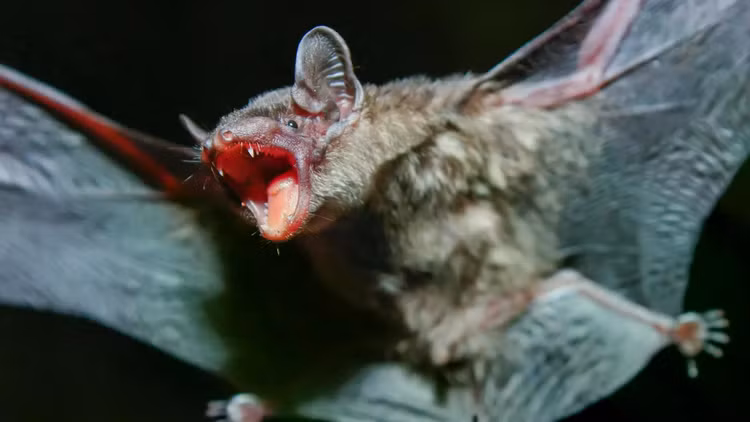 greater-bamboo-bat-tylonycteris-robustula.jpg