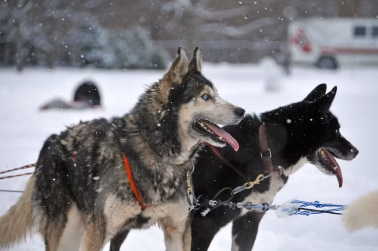 huskiesatrest.jpg