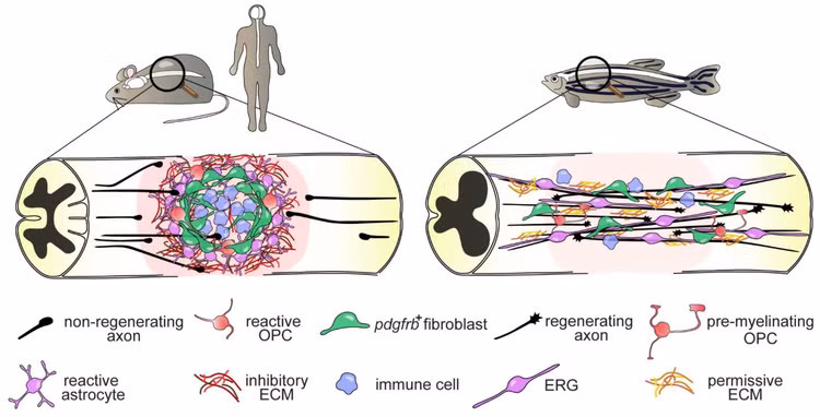 cells-10-01404-g001.png