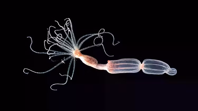 nematostella-vectensis-sea-anemone.jpg