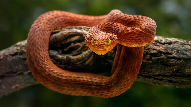 venomous-red-bush-viper-1.jpg