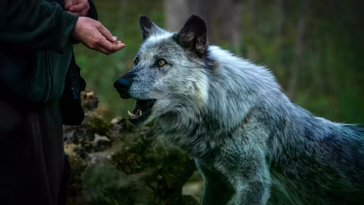 man-and-wolf.jpg