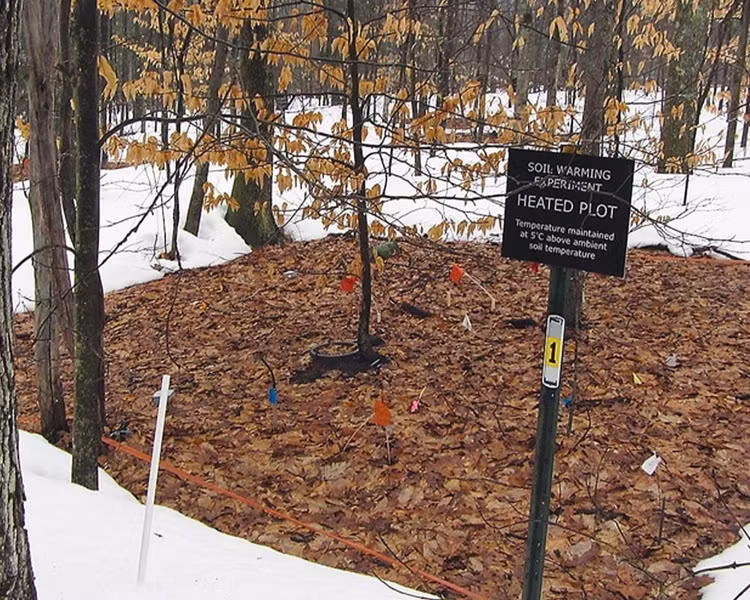heated-plot-in-the-harvard-forest.jpg