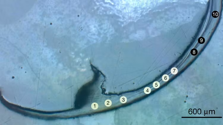 bristle-worm-jaw-sample.jpg