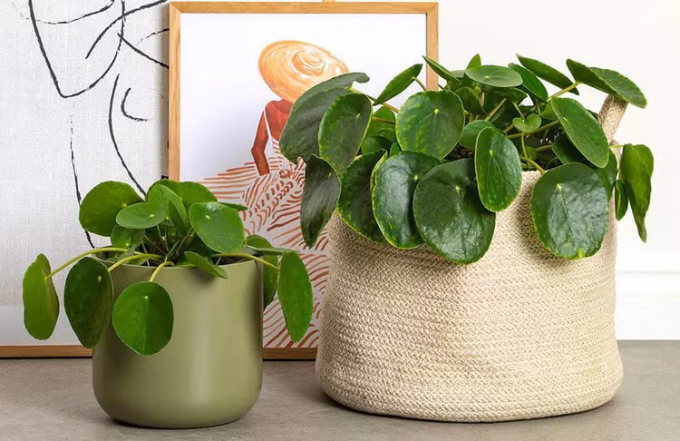 chinese-money-plant.jpg
