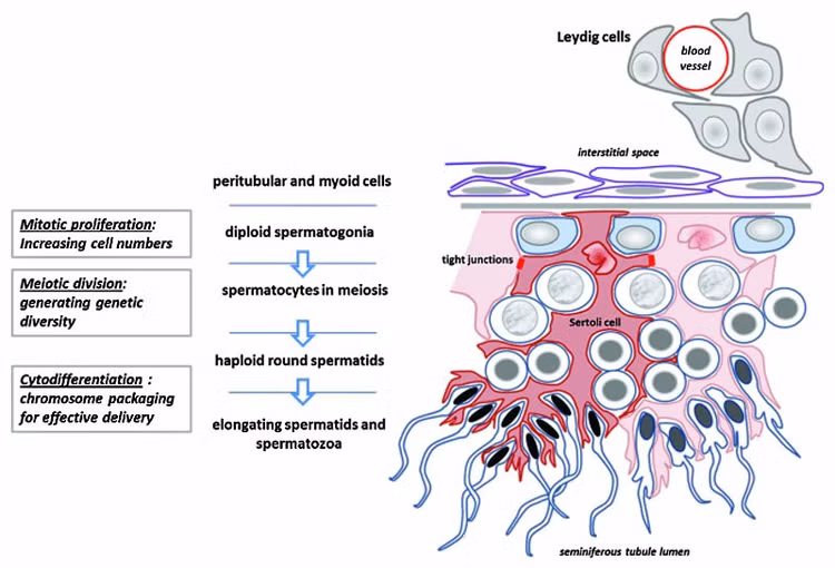 seminiferous-tubule-cartoon.jpg