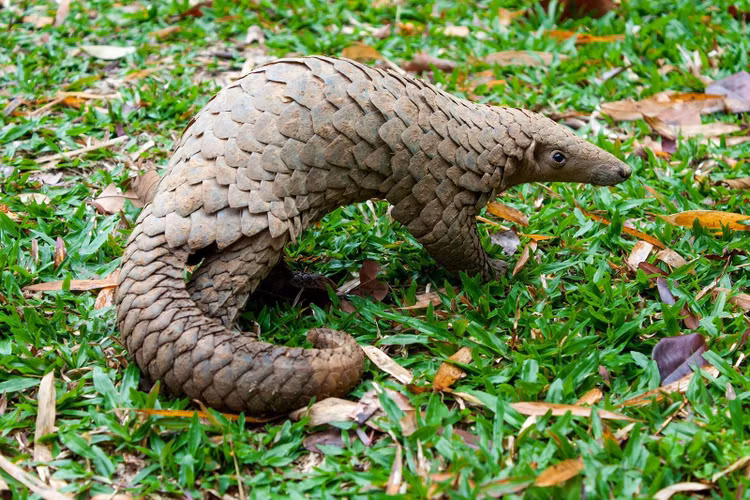 pangolin-16911222538091177725819.jpg