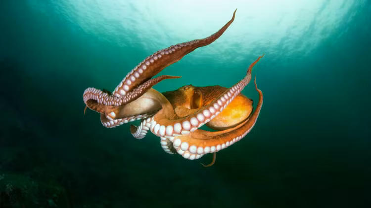 octopus-flight-in-ocean.jpg