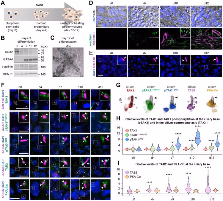 pbio3003902g004.jpg
