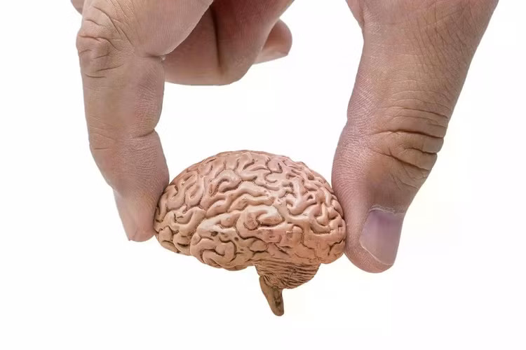 hand-holding-human-brain-close-up-1200x800.jpg
