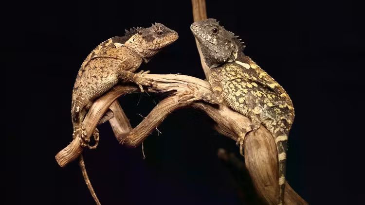 acanthosaura-syrax.jpg