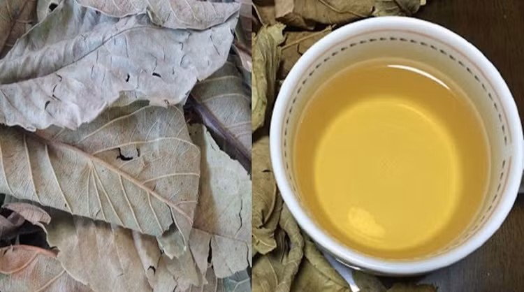 Trà lá ổi là một thức uống được nhiều người ưa thích. Trà lá ổi là một thức uống được nhiều người ưa thích.