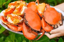 Thịt cua giàu dinh dưỡng, nhưng 3 phần này nếu ăn vào gây hại sức khỏe