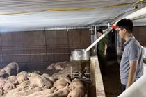 Phú Thọ phát hiện 102 con lợn nhiễm virus tai xanh trên đường tiêu thụ