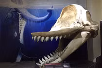 Livyatan: Quái vật đại dương từng đe dọa cá mập Megalodon