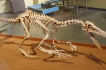 Velociraptor ngoài đời thực khác xa sát thủ đáng sợ trên màn ảnh