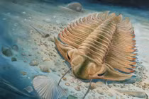 Trilobite - Sinh vật bọc giáp thống trị đại dương 270 triệu năm