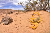 Tiết lộ về sinh vật “tử thần” trong sa mạc Sahara