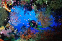 Thứ độc nhất vô nhị của rạn san hô Belize lớn thứ hai thế giới