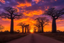 Đại lộ Baobab: Con đường kỳ ảo giữa miền tây Madagascar