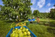 Loại quả vừa ngon lại bổ, đa dạng bậc nhất thế giới