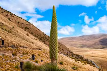 Loài dứa lớn nhất thế giới: Dứa nữ hoàng Andes kỳ vĩ
