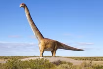 Khám phá khủng long khổng lồ Patagotitan nặng bằng 18 con voi