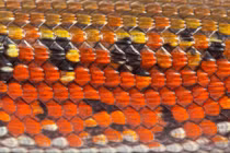 Thằn lằn bóng lửa- sinh vật kỳ diệu của rừng nhiệt đới châu Phi